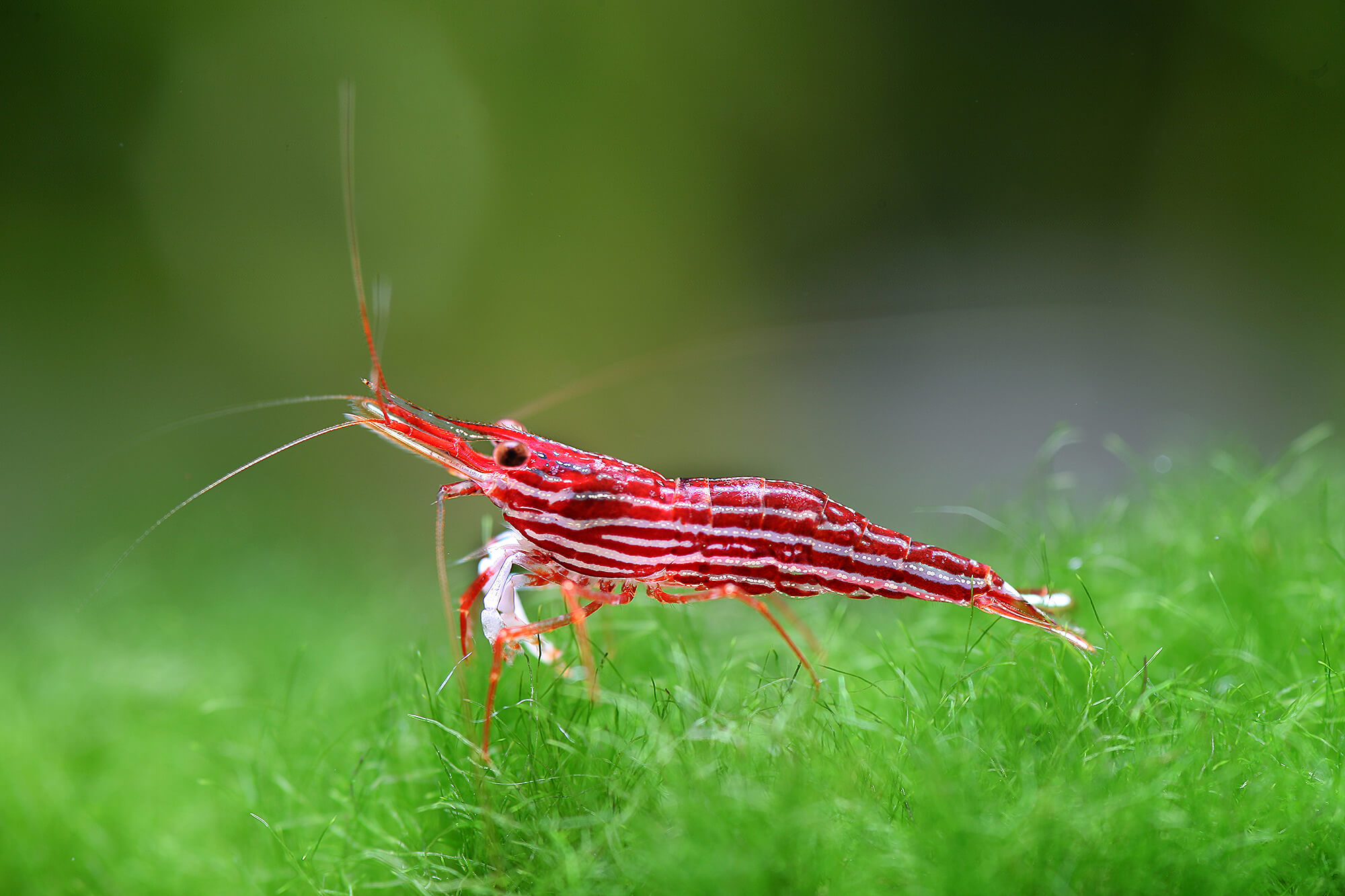 Sulawesi Malili Red Shrimp